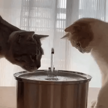 Kattefontene™ – Beskytt katten mot uttørking